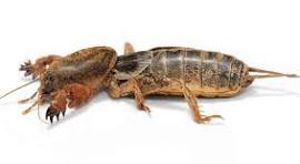 Mole Crickets in Your Lawn – How to Identify & Treat Them